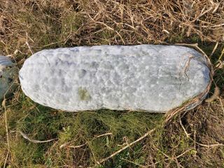 알 수 없음님의 오늘 어떤 농작업하셨나요? · 참여글 작성글 사진