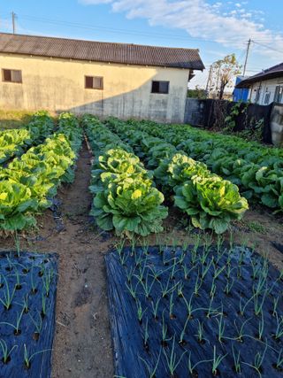 백현호님의 배추 · 비료•농약 작성글 사진