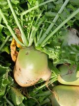 팜모닝 오늘 어떤 농작업하셨나요?·참여글 게시글 이미지