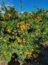 팜모닝 오늘 어떤 농작업하셨나요?·참여글 게시글 이미지