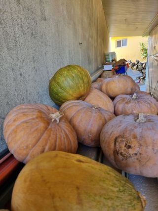 박종례님의 오늘 어떤 농작업하셨나요? · 참여글 작성글 사진