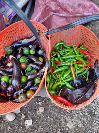 박종례님의 오늘 어떤 농작업하셨나요? · 참여글 작성글 사진