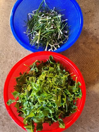 박종례님의 오늘 어떤 농작업하셨나요? · 참여글 작성글 사진