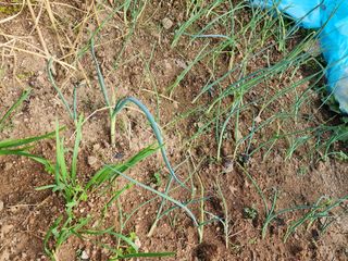 조효성님의 오늘 어떤 농작업하셨나요? · 참여글 작성글 사진