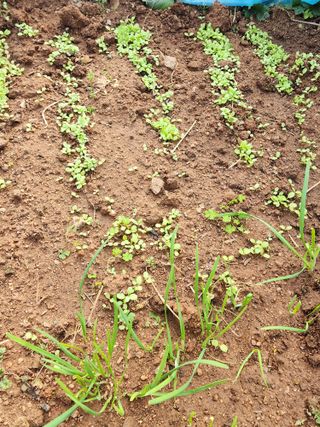 조효성님의 오늘 어떤 농작업하셨나요? · 참여글 작성글 사진