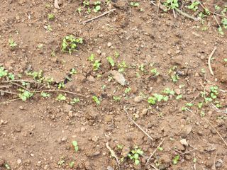 조효성님의 오늘 어떤 농작업하셨나요? · 참여글 작성글 사진