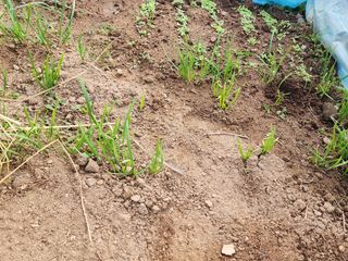조효성님의 오늘 어떤 농작업하셨나요? · 참여글 작성글 사진