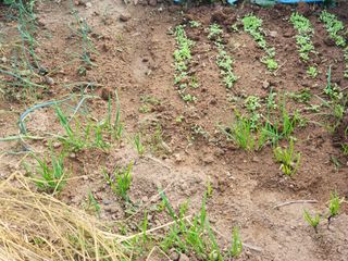 조효성님의 오늘 어떤 농작업하셨나요? · 참여글 작성글 사진