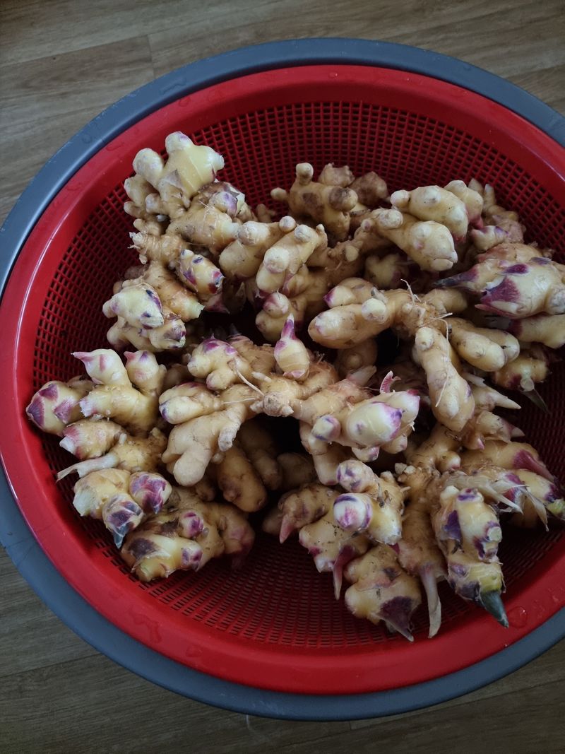 장터 상품 [생강] 썸네일