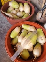 팜모닝 · 게시글 이미지