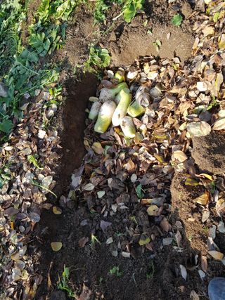 당근한개님의 기타작물 · 자유게시판 작성글 사진