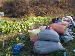 당근한개님의 기타작물 · 자유게시판 작성글 사진