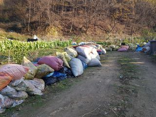 당근한개님의 기타작물 · 자유게시판 작성글 사진