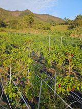 팜모닝 고추·수확 게시글 이미지