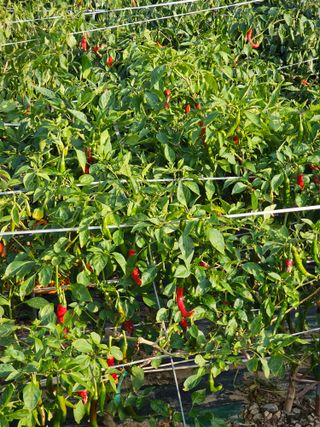 통뻘덕기나락마늘고추님의 고추 · 수확 작성글 사진