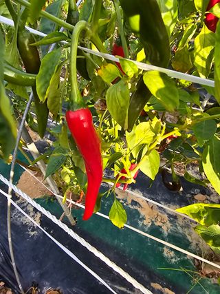 통뻘덕기나락마늘고추님의 고추 · 수확 작성글 사진