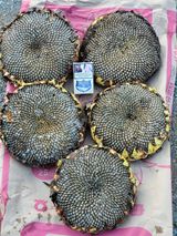 팜모닝 오늘 어떤 농작업하셨나요?·참여글 게시글 이미지