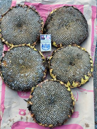 정찬영님의 오늘 어떤 농작업하셨나요? · 참여글 작성글 사진