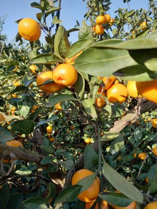 부금리(금강농원)님의 작성글 사진