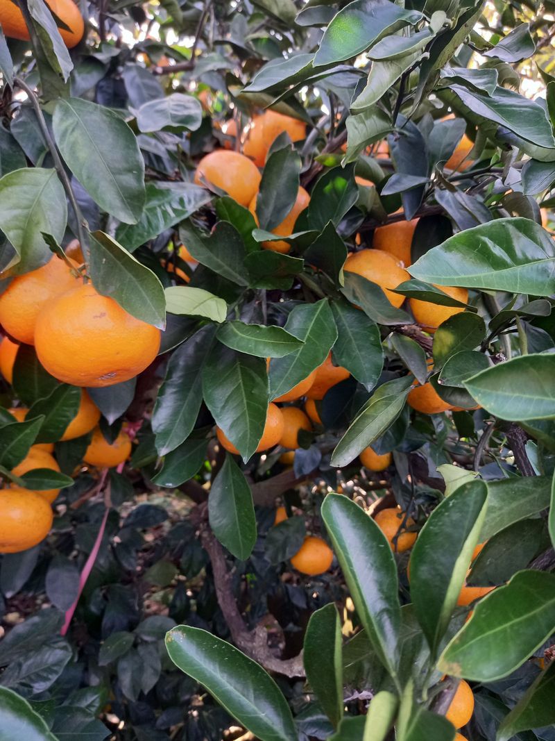 부금리(금강농원)님의 장터 판매 상품 [조생귤 10키로] 첨부 사진