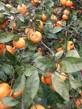 팜모닝 · 게시글 이미지