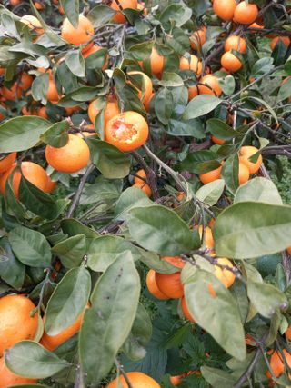 부금리(금강농원)님의 작성글 사진