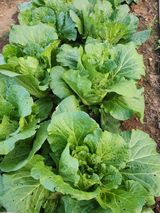 팜모닝 오늘 어떤 농작업하셨나요?·참여글 게시글 이미지