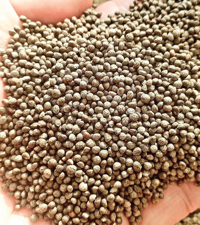 장터 상품 [들깨6kg(판매완료)] 썸네일