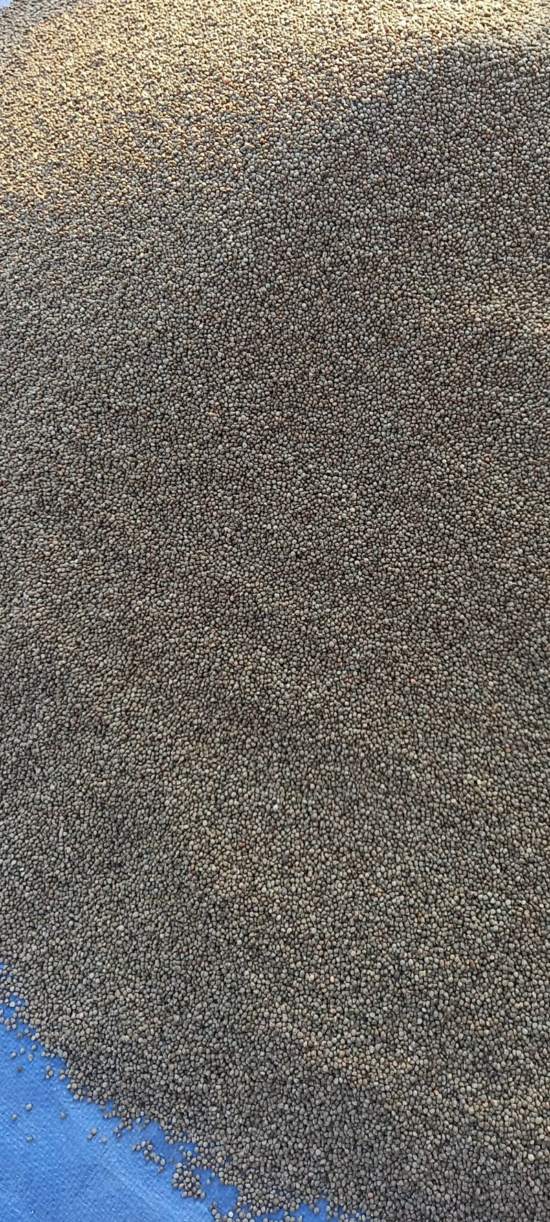 장만월님의 장터 판매 상품 [들깨6kg(판매완료)] 첨부 사진