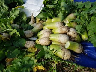 당근한개님의 콩 · 영농일지 작성글 사진