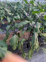 팜모닝 기타작물·병해충상담 게시글 이미지