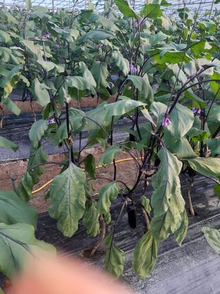 두릅나무21816님의 기타작물 · 병해충상담 작성글 사진