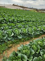 팜모닝 배추·영농일지 게시글 이미지