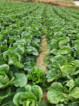 김저팔계님의 배추 · 영농일지 작성글 사진