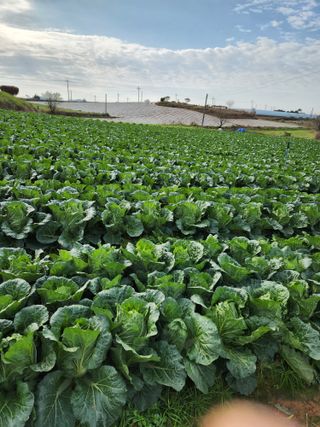김저팔계님의 배추 · 영농일지 작성글 사진