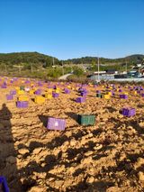 팜모닝 고구마·영농일지 게시글 이미지