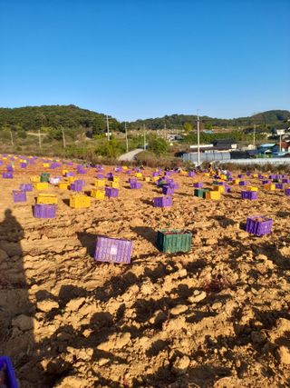 한상직님의 고구마 · 영농일지 작성글 사진