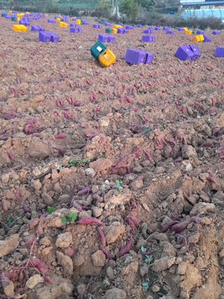한상직님의 고구마 · 영농일지 작성글 사진