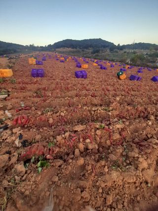 한상직님의 고구마 · 영농일지 작성글 사진