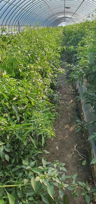 한밭농원님의 고추 · 일상 작성글 사진