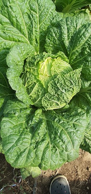 한밭농원님의 고추 · 일상 작성글 사진