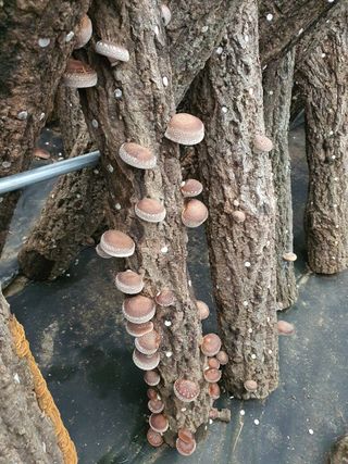 한밭농원님의 고추 · 일상 작성글 사진