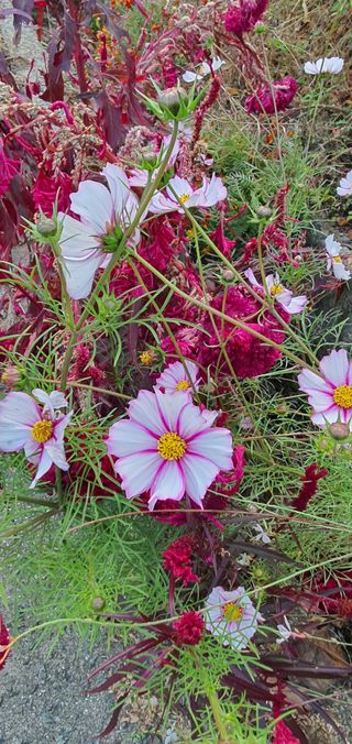 한밭농원님의 고추 · 일상 작성글 사진