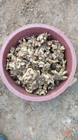 팜모닝 오늘 어떤 농작업하셨나요?·참여글 게시글 이미지