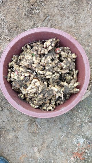 하문오님의 오늘 어떤 농작업하셨나요? · 참여글 작성글 사진