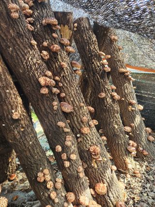 최군환님의 오늘 어떤 농작업하셨나요? · 참여글 작성글 사진