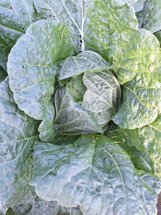 오남현님의 오늘 어떤 농작업하셨나요? · 참여글 작성글 사진