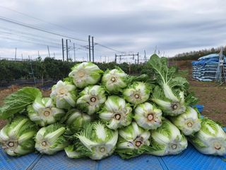 오남현님의 오늘 어떤 농작업하셨나요? · 참여글 작성글 사진