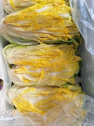 오남현님의 오늘 어떤 농작업하셨나요? · 참여글 작성글 사진