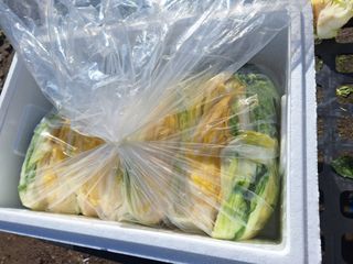 오남현님의 오늘 어떤 농작업하셨나요? · 참여글 작성글 사진